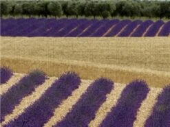 CALVENDO® Puzzle CALVENDO Puzzle Provence Erinnerungen Alle Jahre Wieder - 1000 Teile Foto-Puzzle Für Glückliche Stunden -Billiges Spielzeug Geschäft 17257375 03