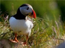 CALVENDO® Puzzle CALVENDO Puzzle Papageientaucher - 1000 Teile Foto-Puzzle Für Glückliche Stunden -Billiges Spielzeug Geschäft 17258103 03