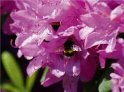 CALVENDO® Puzzle CALVENDO Puzzle Hummel In Rosa Rhododendron Blüte - 1000 Teile Foto-Puzzle Für Glückliche Stunden -Billiges Spielzeug Geschäft 17272176 03