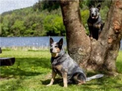 CALVENDO® Puzzle CALVENDO Puzzle Spaziergang Am See Australian Cattle Dogs - 1000 Teile Foto-Puzzle Für Glückliche Stunden -Billiges Spielzeug Geschäft 17305659 03