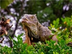 CALVENDO® Puzzle CALVENDO Puzzle Ecuador - Auf Den Spuren Alexander Von Humboldts - 1000 Teile Foto-Puzzle Für Glückliche Stunden -Billiges Spielzeug Geschäft 17327904 03