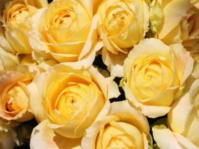 CALVENDO® Puzzle CALVENDO Puzzle Rosen In Der Sonne - 1000 Teile Foto-Puzzle Für Glückliche Stunden 2 CALVENDO® Puzzle CALVENDO Puzzle Rosen In Der Sonne - 1000 Teile Foto-Puzzle Für Glückliche Stunden – Bild 2