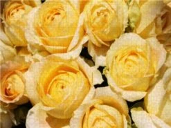 CALVENDO® Puzzle CALVENDO Puzzle Rosen In Der Sonne - 1000 Teile Foto-Puzzle Für Glückliche Stunden 6 CALVENDO® Puzzle CALVENDO Puzzle Rosen In Der Sonne - 1000 Teile Foto-Puzzle Für Glückliche Stunden -Billiges Spielzeug Geschäft 17334642 03