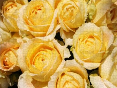 CALVENDO® Puzzle CALVENDO Puzzle Rosen In Der Sonne - 1000 Teile Foto-Puzzle Für Glückliche Stunden 3 CALVENDO® Puzzle CALVENDO Puzzle Rosen In Der Sonne - 1000 Teile Foto-Puzzle Für Glückliche Stunden – Bild 3