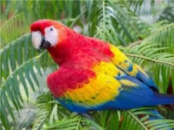 CALVENDO® Puzzle CALVENDO Puzzle Papageien In Costa Rica - 1000 Teile Foto-Puzzle Für Glückliche Stunden -Billiges Spielzeug Geschäft 17352421 03