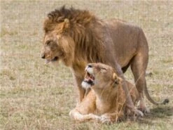 CALVENDO® Puzzle CALVENDO Puzzle Emotionale Momente: Löwenkampf & Löwenliebe / CH-Version - 1000 Teile Foto-Puzzle Für Glückliche Stunden -Billiges Spielzeug Geschäft 17354762 03