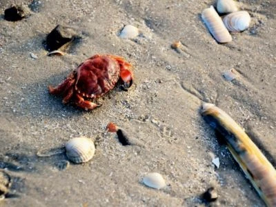 CALVENDO® Puzzle CALVENDO Puzzle Krabbe, Herz,-& Stabmuschel - 1000 Teile Foto-Puzzle Für Glückliche Stunden 2 CALVENDO® Puzzle CALVENDO Puzzle Krabbe, Herz,-& Stabmuschel - 1000 Teile Foto-Puzzle Für Glückliche Stunden – Bild 2