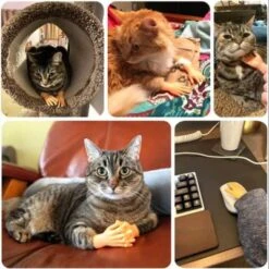 Vetaka Kleine Hände Mini Fingerpuppen,6 Stück Für Kinder -Billiges Spielzeug Geschäft 30234415 04