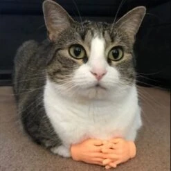 Vetaka Kleine Hände Mini Fingerpuppen,6 Stück Für Kinder -Billiges Spielzeug Geschäft 30234415 05